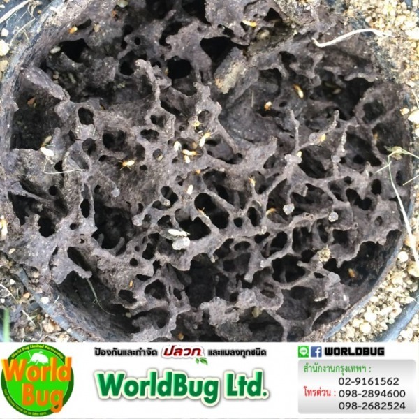 บริษัทกำจัดปลวกนนทบุรี