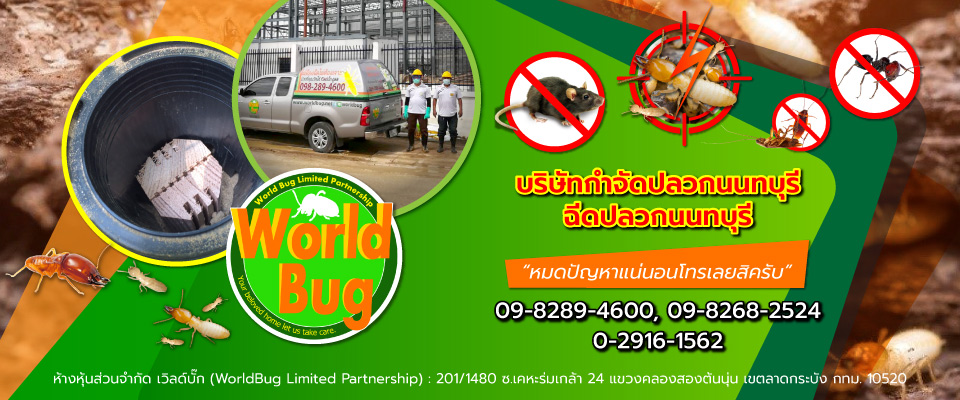 กำจัดปลวกนนทบุรี ฉีดปลวกนนทบุรี